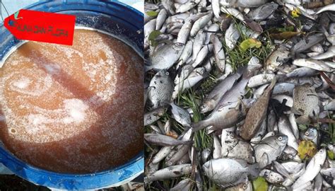 Cara mengolah limbah ikan nila menjadi pupuk