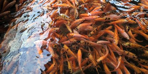 Ikan nila hias terpopuler di akuarium