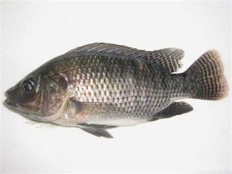 Ikan nila hitam: Asal, ciri, dan budidaya