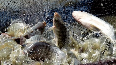 Metode alami pemijahan ikan nila